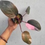 Philodendron Pink Princess
