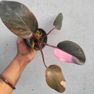 Philodendron Pink Princess