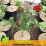 Callistemon " Little John " 40cm