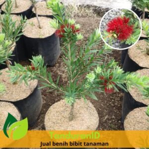 Callistemon " Little John " 40cm