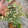 Breynia Daun Merah - Gambar 2