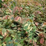 Breynia Daun Merah