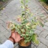 Breynia Daun Merah - Gambar 3