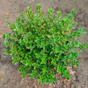 Thyme