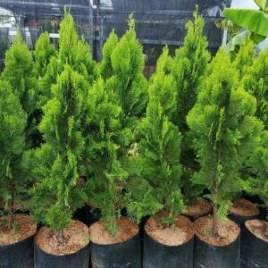Cemara Kipas 100Cm