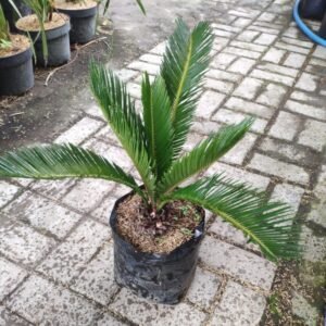 Sikas ( Ukuran Medium ) : Palma Jambe Cycas
