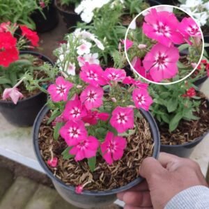 Phlox Pink