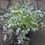 Seledri Variegata