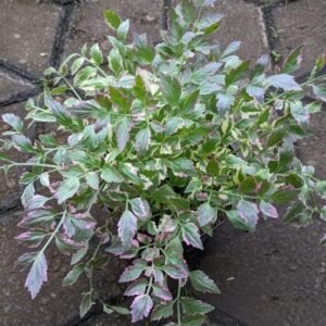 Seledri Variegata