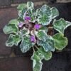 Begonia Violces Variegata - Gambar 2