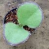 Kalanchoe Synsepala - Gambar 2