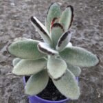 Kalanchoe Tomentosa