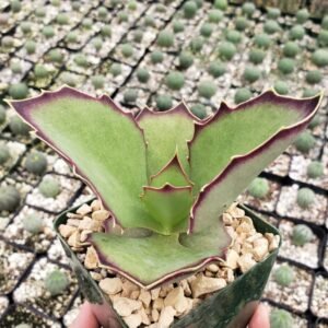 Kalanchoe Synsepala