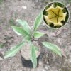Cup Of Gold Vine Variegata - Gambar 2