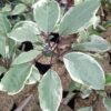 Cup Of Gold Vine Variegata - Gambar 3