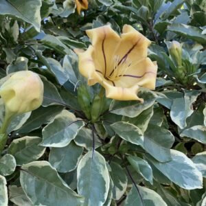 Cup Of Gold Vine Variegata