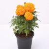 Marigold orange - Gambar 2