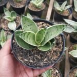Sansevieria Hahnii Cream