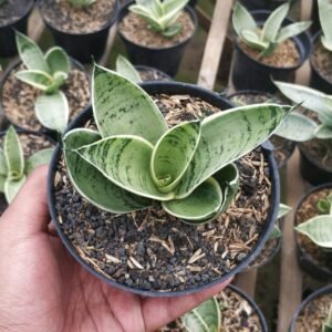 Sansevieria Hahnii Cream