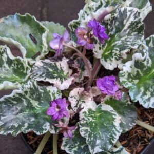 Begonia Violces Variegata
