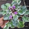 Begonia Violces Variegata - Gambar 3