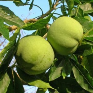 White Sapote