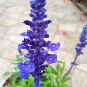 Salvia Biru