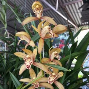 Anggrek Cymbidium Macan Tutul