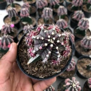 Kaktus Purple Siklam