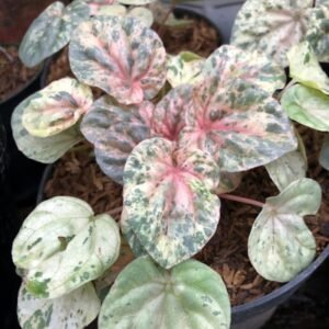 Begonia Variegata