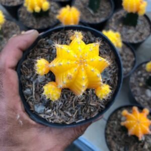 Kaktus Gymno Yellow
