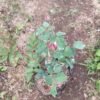 Impor Purple English Rose - Gambar 3