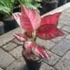 Aglaonema Red Anjamani - Gambar 2