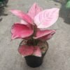 Aglaonema Pink Catrina - Gambar 2