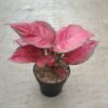 Aglaonema Super Red Anjamani - Gambar 2