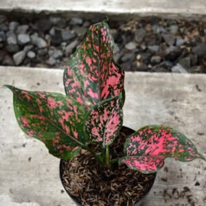 Aglaonema Pink Dalmantion