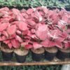 Aglaonema Super Red Anjamani - Gambar 3