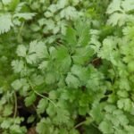 Daun Ketumbar