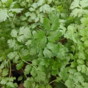 Daun Ketumbar
