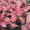 Aglaonema Red Majesty - Gambar 4