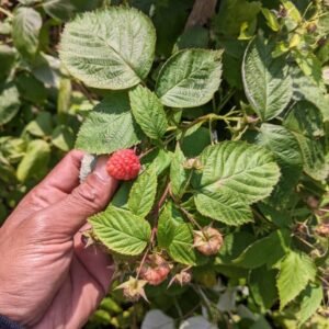 Raspberry Impor