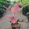 Aglaonema Red Majesty - Gambar 3