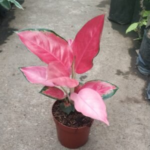 Aglaonema Red Majesty