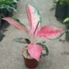 Aglaonema Red Majesty - Gambar 2