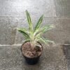 Aglaonema Silver Ice - Gambar 2