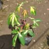 Singkong Variegata - Gambar 3