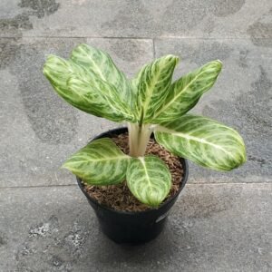 Aglaonema Soft Green