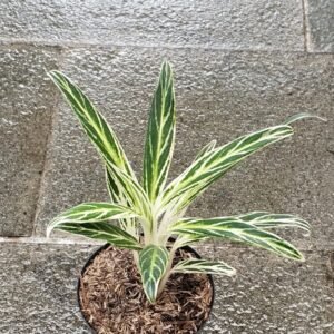 Aglaonema Silver Ice