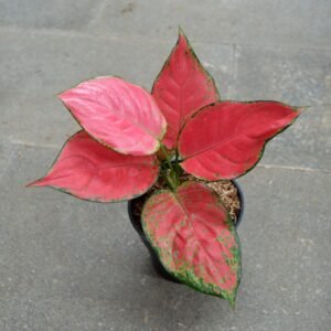 Aglaonema Red Anjamani