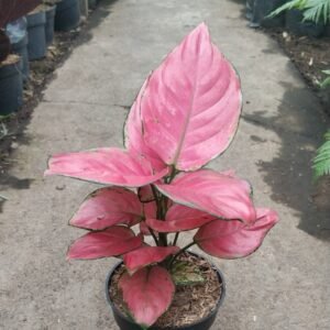 Aglaonema Pink Catrina
